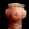 natural parasite detox