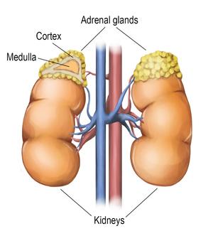 Adrenal_gland