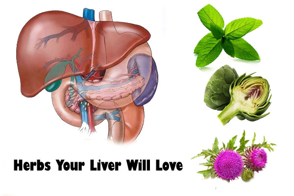 herbs-for-liver